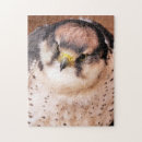 Zoek naar roofvogels puzzels Dieren