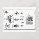 Recherche de coût cartes postales Insecte