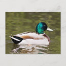 Recherche de canards sauvages cartes postales Animaux