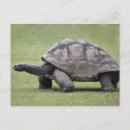 Recherche de tortue géante cartes postales Faune