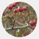 Zoek naar doornen stickers Botanisch