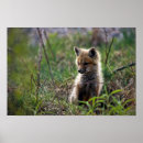 Recherche de renard rouge bébé posters Animaux bébés