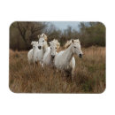 Recherche de cheval camargue magnets Ranch