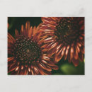 Recherche de deux toutes vœux cartes Fleurs
