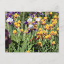 Recherche de iris monet cartes postales Fleurs