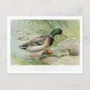 Recherche de rideaux cartes postales Illustration