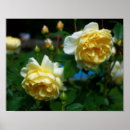 Recherche de rose jaune art Mother
