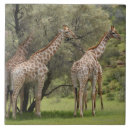 Recherche de motif de girafe carreaux Faune