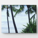 Recherche de palmier plaques Tropical