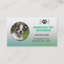 Recherche de chihuahua cartes visite Chiot