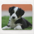 Recherche de chiot border collie tapis souris Se coucher
