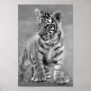 Recherche de tigre blanc noir posters Animal
