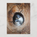Recherche de oiseau bébé cartes postales Oiseaux