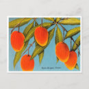 Recherche de mangue cartes postales Vintage