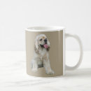 Recherche de cocker tasses Chien