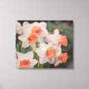 Zoek naar narcissen posters Bloesems