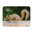 Recherche de écureuil magnets Faune