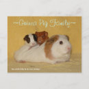 Zoek naar cavia briefkaarten Cavies