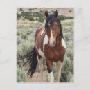 Recherche de troupeau de cheval cartes postales Mustang