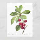 Zoek naar kersen briefkaarten Rood