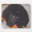 Recherche de caniche tapis souris Chien