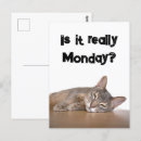 Zoek naar meme briefkaarten Kat