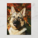 Recherche de chien de berger cartes postales Deutscher schaferhund