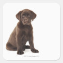 Recherche de labrador retriever autocollants Animaux