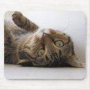 Recherche de chat tigré brun Animal familier