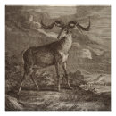 Recherche de biodiversité posters Faune