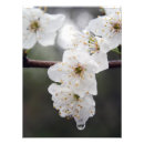 Zoek naar bloemen afbeeldingen posters Lente