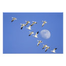Recherche de migrations posters Voyage