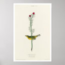 Recherche de audubon posters Oiseau