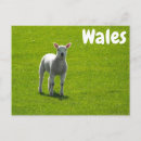 Recherche de agneau cartes postales Herbe