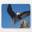 Recherche de oiseau vol tapis souris Aigle