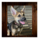 Zoek naar akita hond posters Puppy