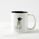 Recherche de chiots de carlin tasses Chien