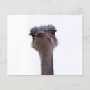 Recherche de oiseaux 11x14 prospectus Mignon