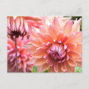 Recherche de dahlia cartes postales La nature
