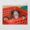 Zoek naar nursery briefkaarten Dier