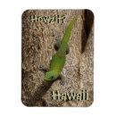 Recherche de gecko magnete Hawaii