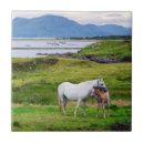 Recherche de poneys carreaux Animal