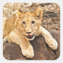 Zoek naar tijger portret stickers Dier