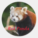 Recherche de panda rouge autocollants Faune