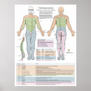 Zoek naar pezen posters Chiropractisch