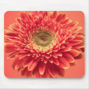 Recherche de gerbera rouge Botanique