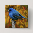 Recherche de oiseaux de jardin badges Faune