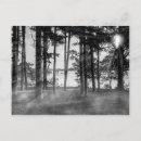 Recherche de bois gris cartes postales Lumière