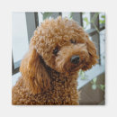 Recherche de compagnon animal magnets Chiots