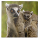 Recherche de espèces carreaux Afrique